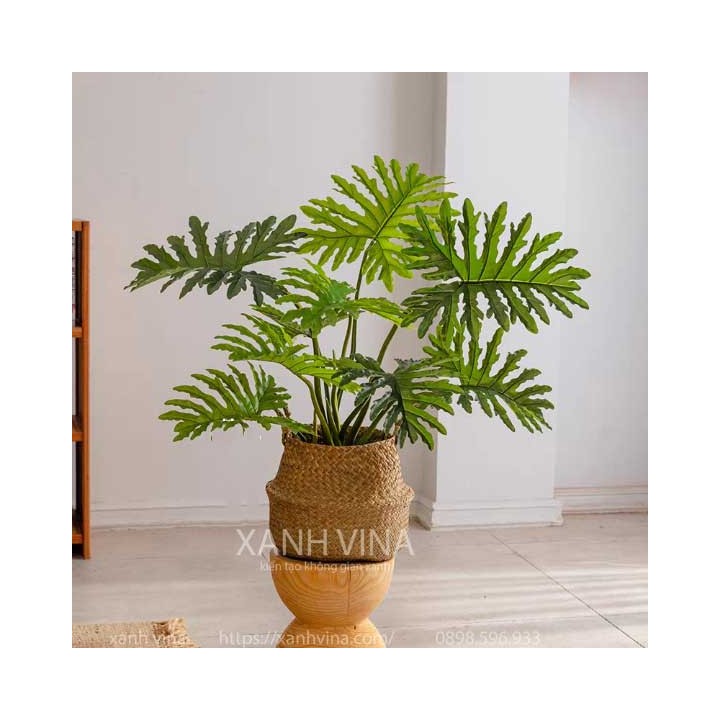 Cây trầu bà nam mỹ giả